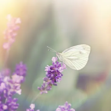 Scar Tissue Release Therapy